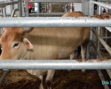 Salon de l'agriculture : focus sur Martinique Nutrition Animale